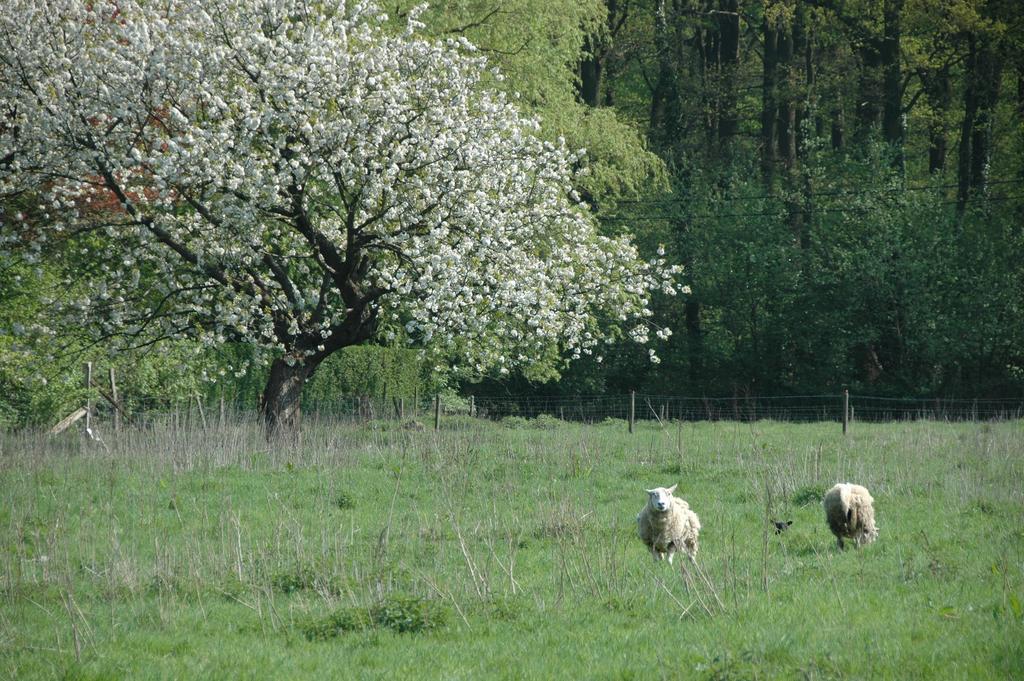 Gastenlogies Blauwe Schaap